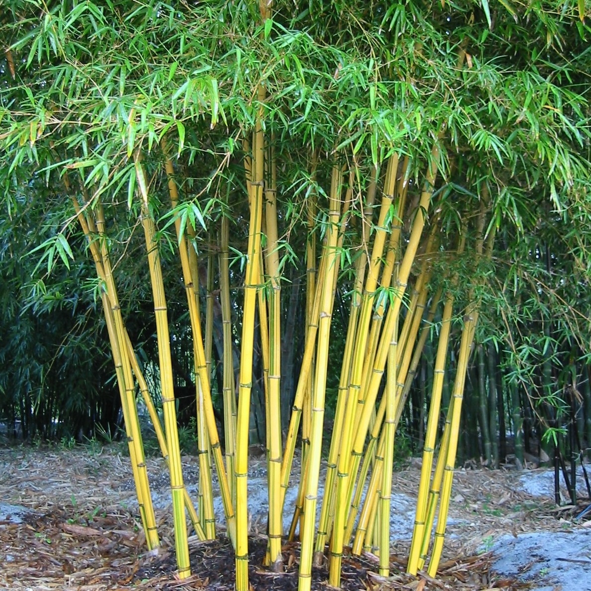 Asian Lemon Bamboo 27