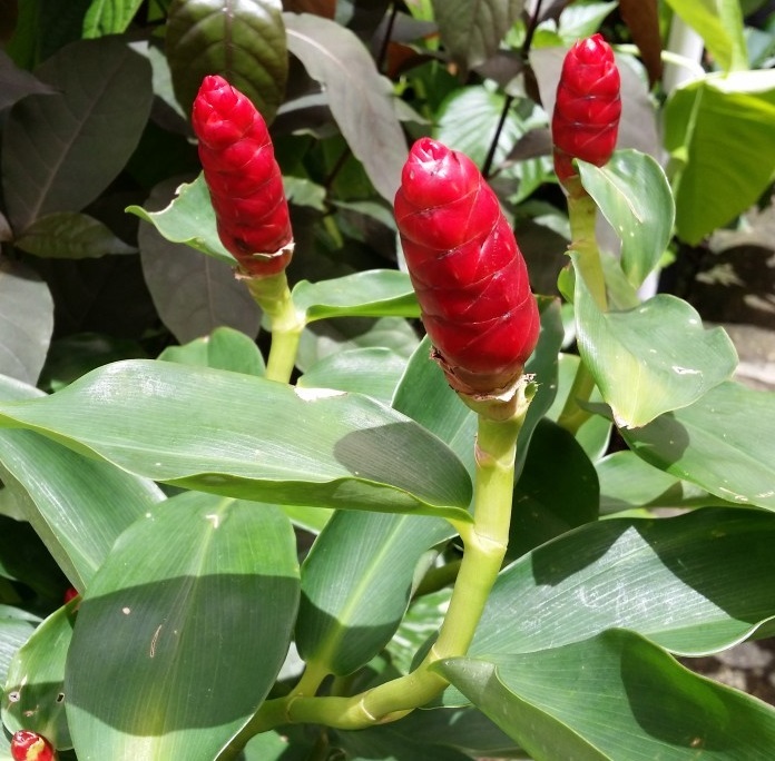 growing red button ginger