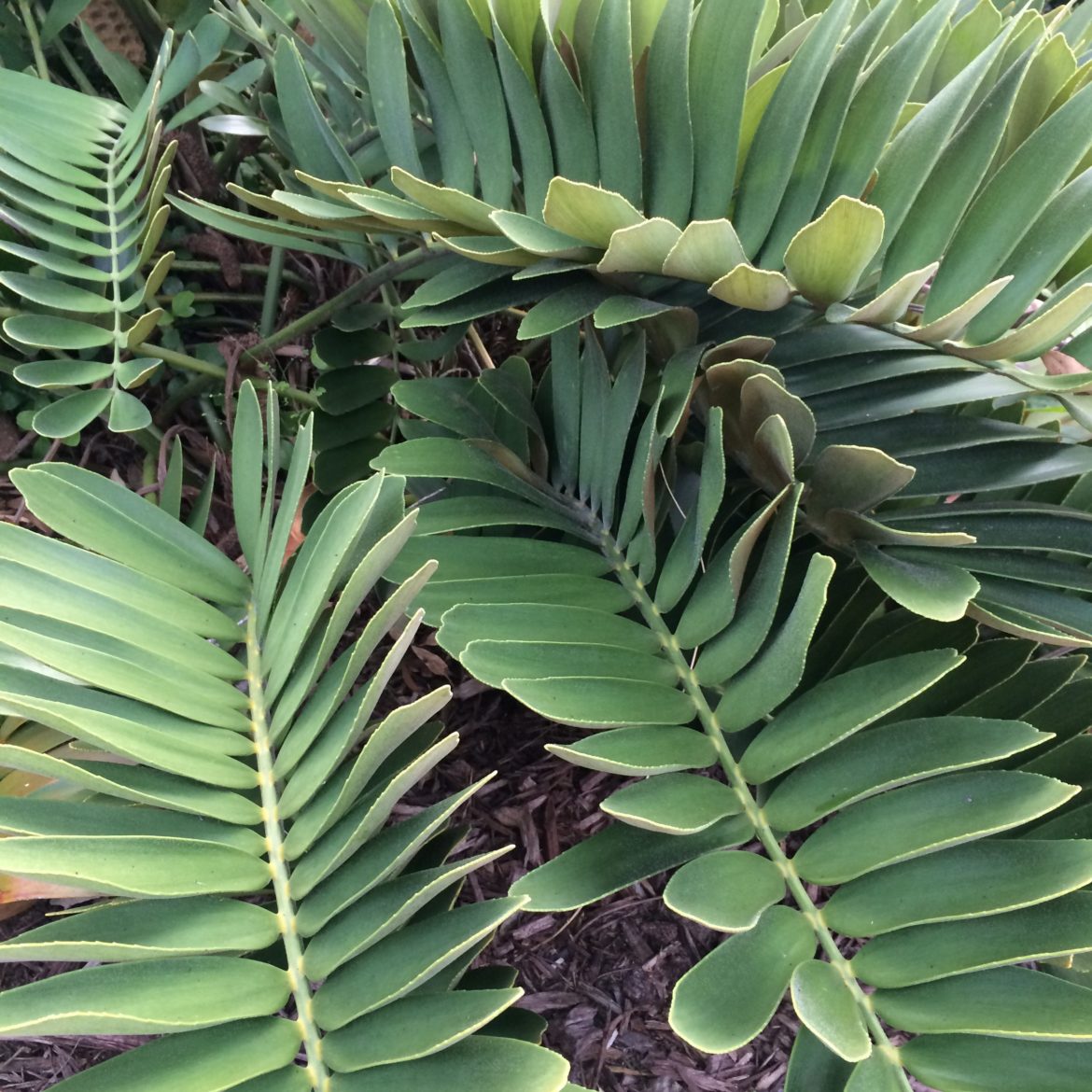 Cardboard Palm | Michael Flaugh Landscape Architect