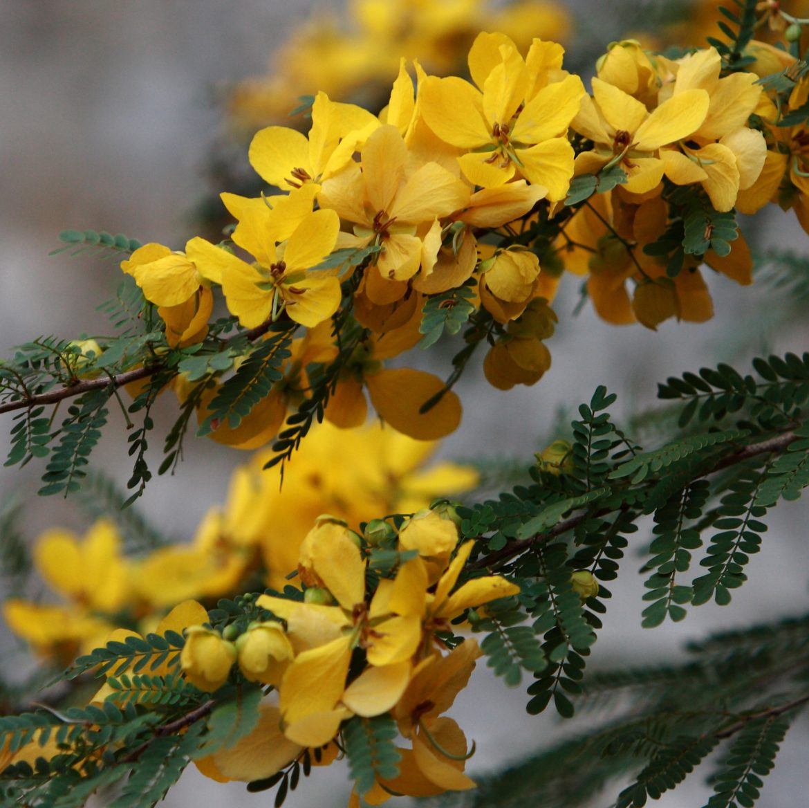 Desert Cassia Michael Flaugh Landscape Architect 