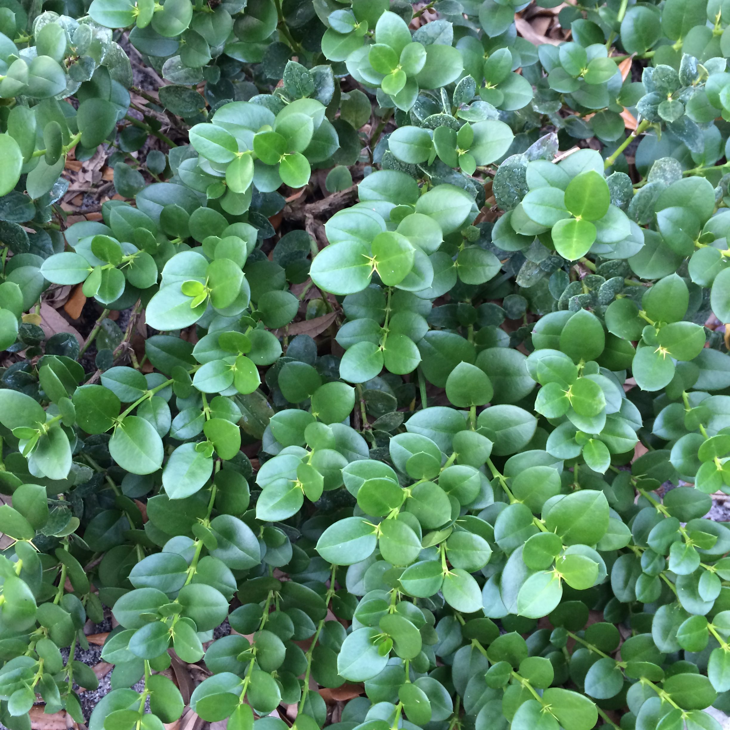 Emerald Blanket | Michael Flaugh Landscape Architect