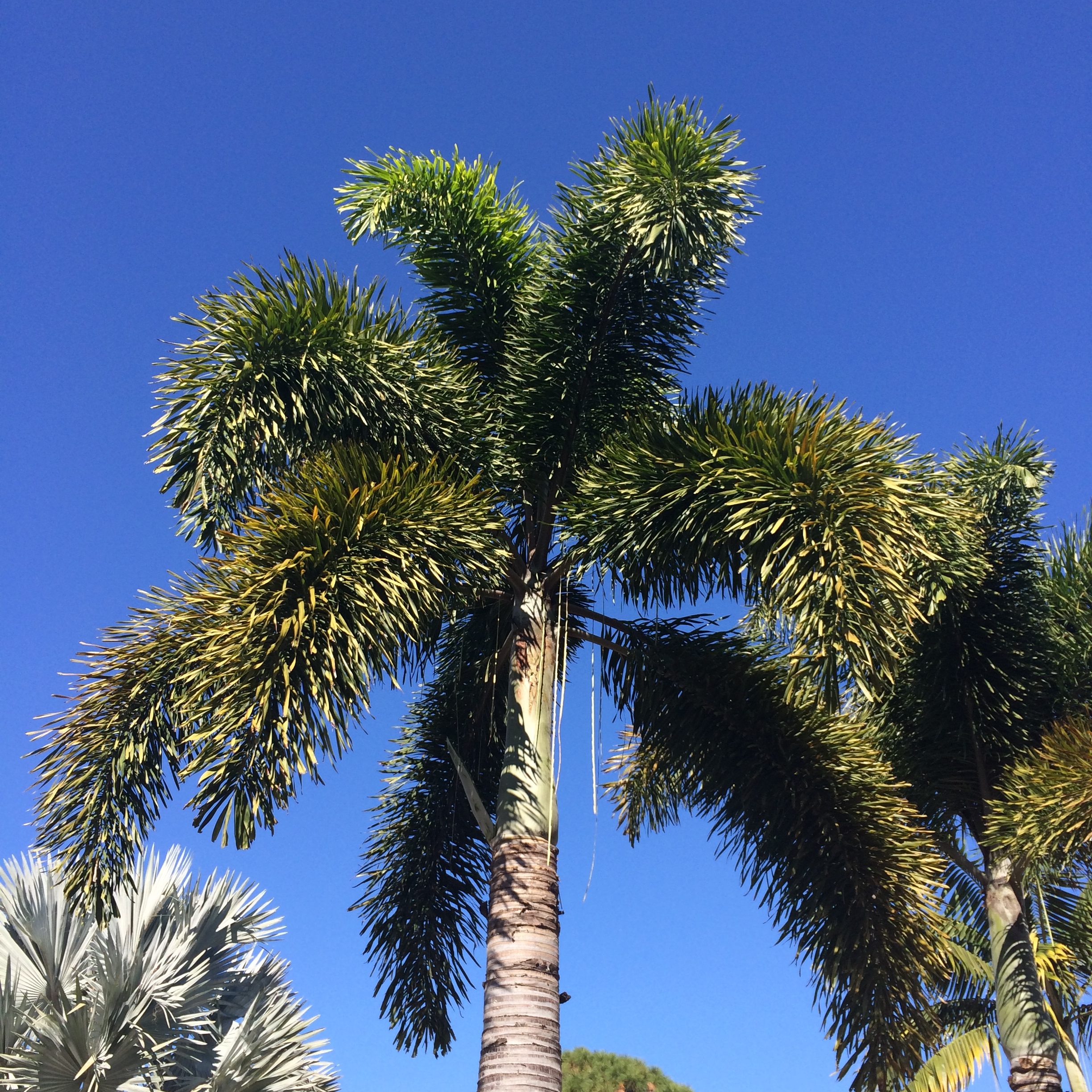 Foxtail Palm | Michael Flaugh Landscape Architect 