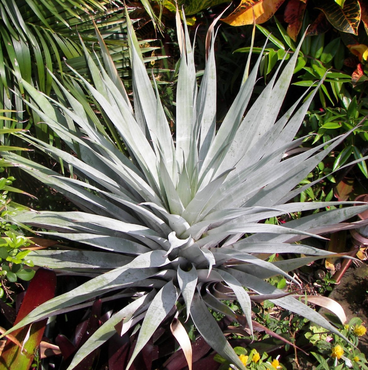 Giant Silver Bromeliad | Michael Flaugh Landscape Architect