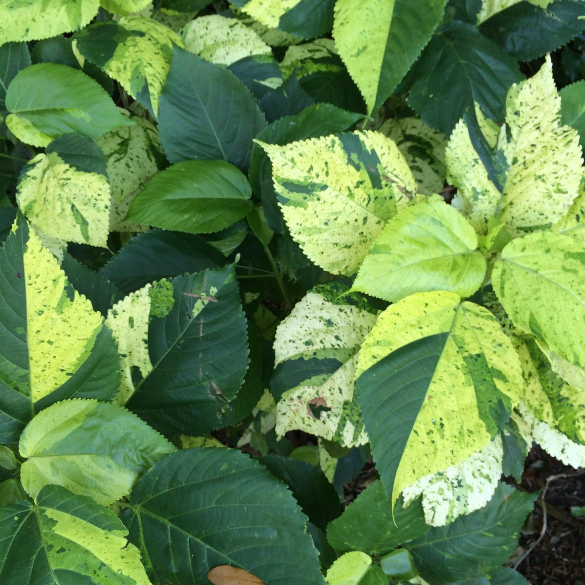 Java Copperleaf Michael Flaugh Landscape Architect