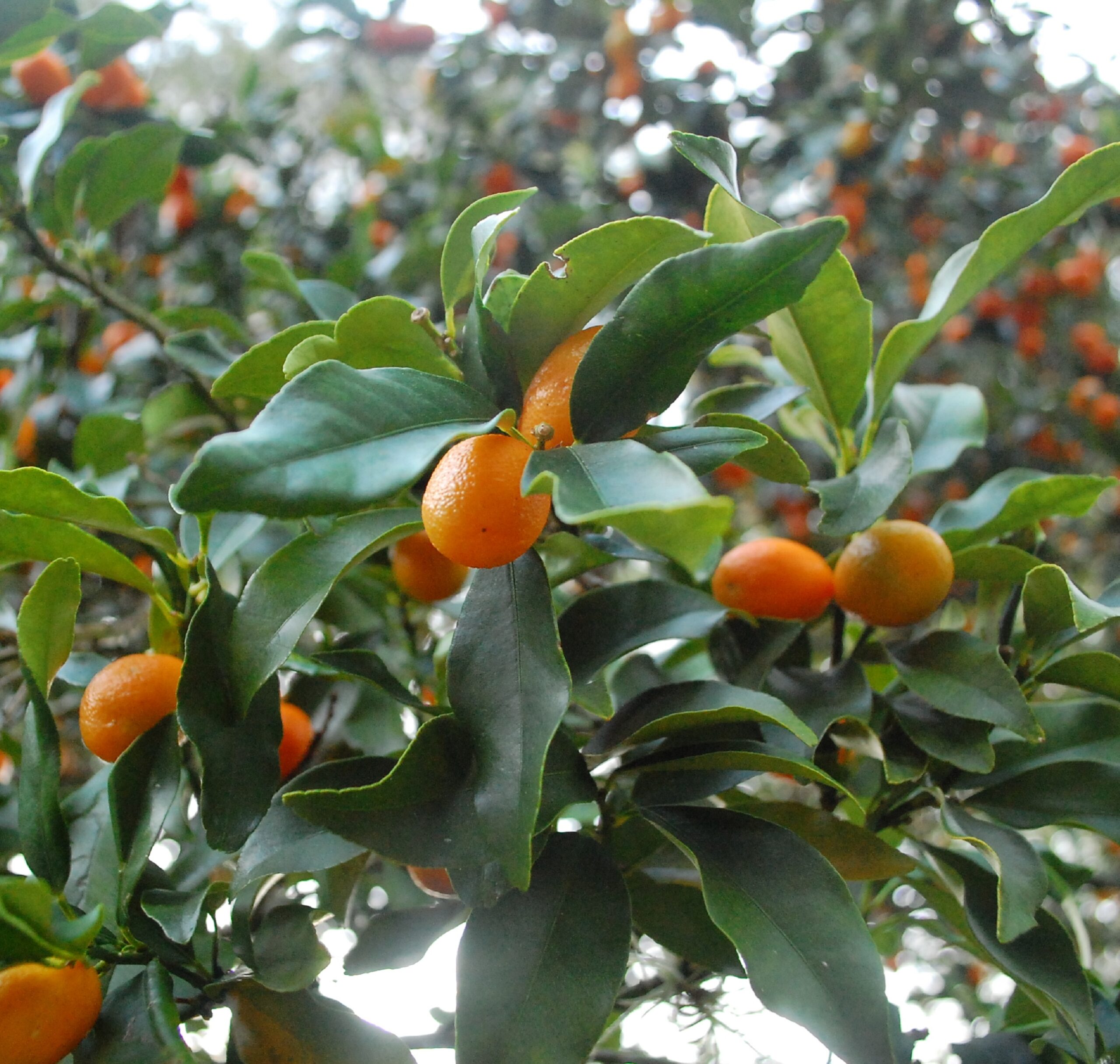 Kumquat tree | Michael Flaugh Landscape Architect