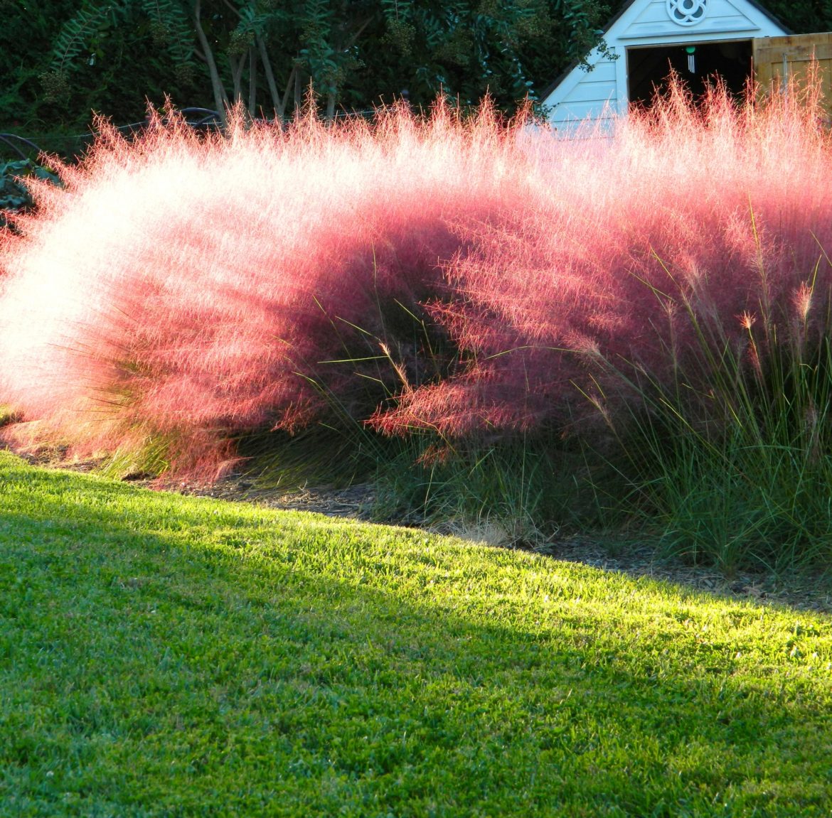Muhly Grass Michael Flaugh Landscape Architect