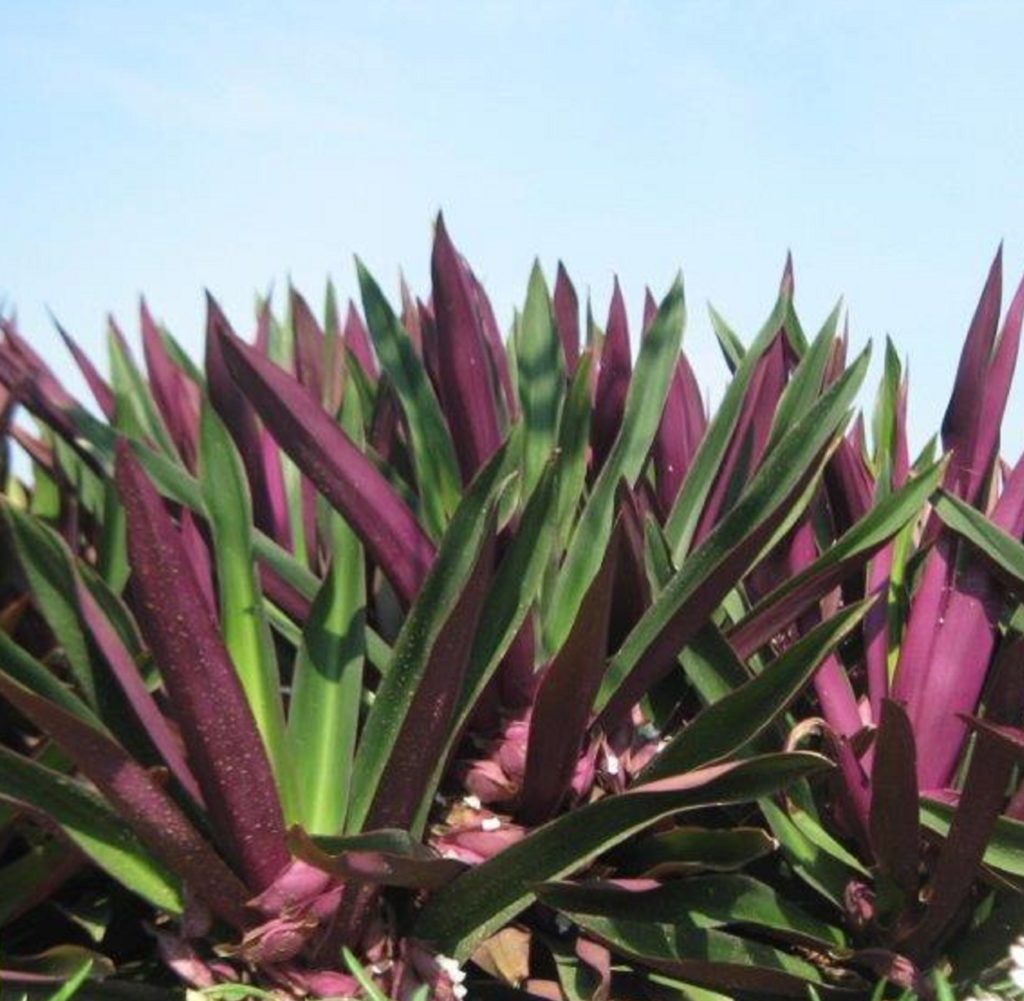 Oyster Plant Michael Flaugh Landscape Architect Oyster Plant Michael Flaugh Landscape Architect
