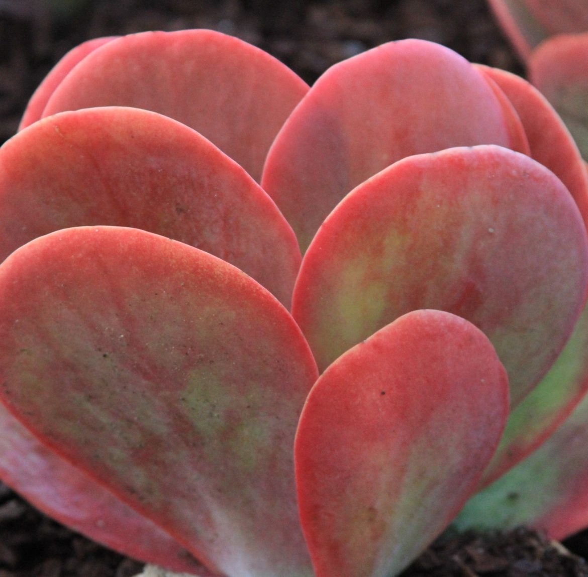 Paddle Plant Michael Flaugh Landscape Architect