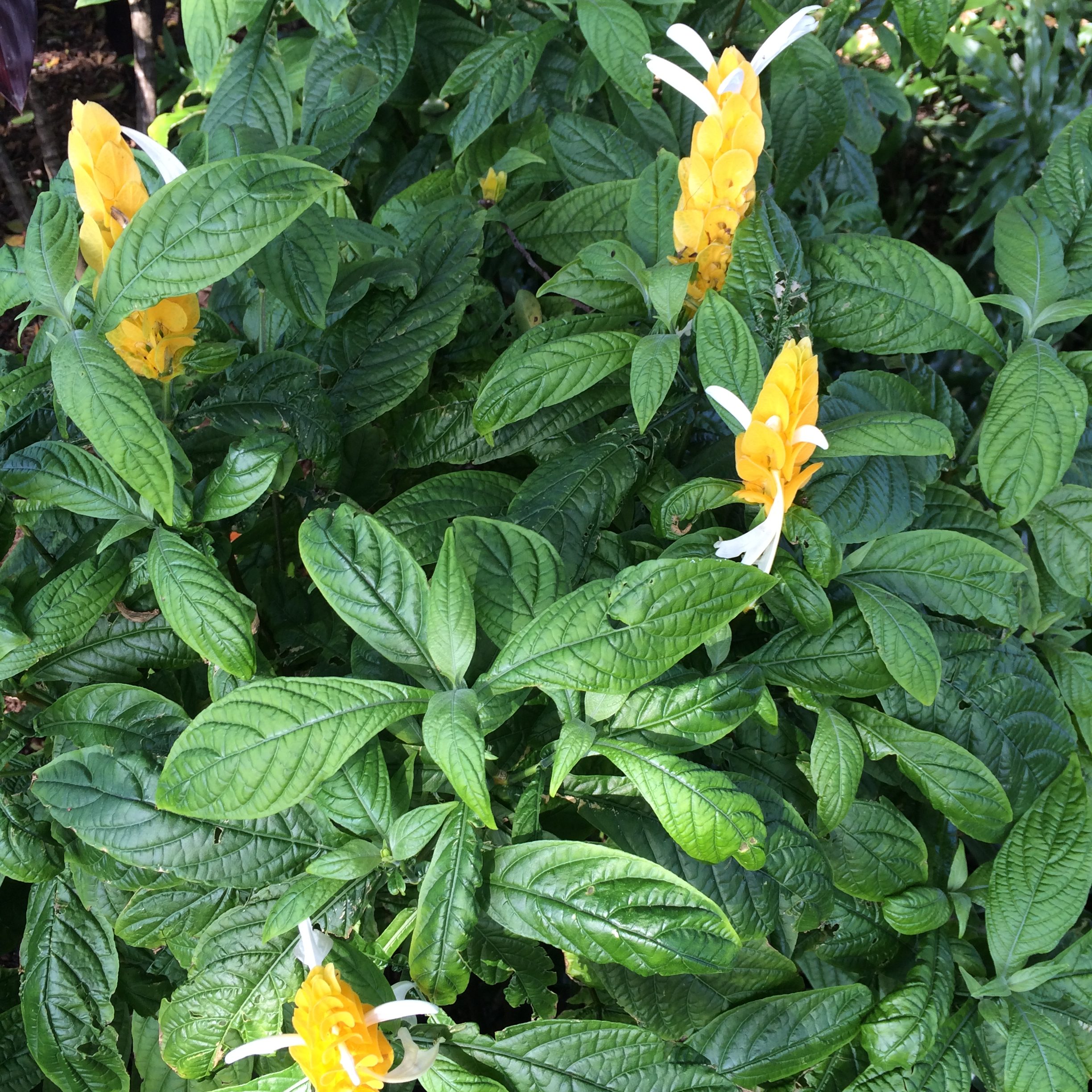 Shrimp Plant Michael Flaugh Landscape Architect