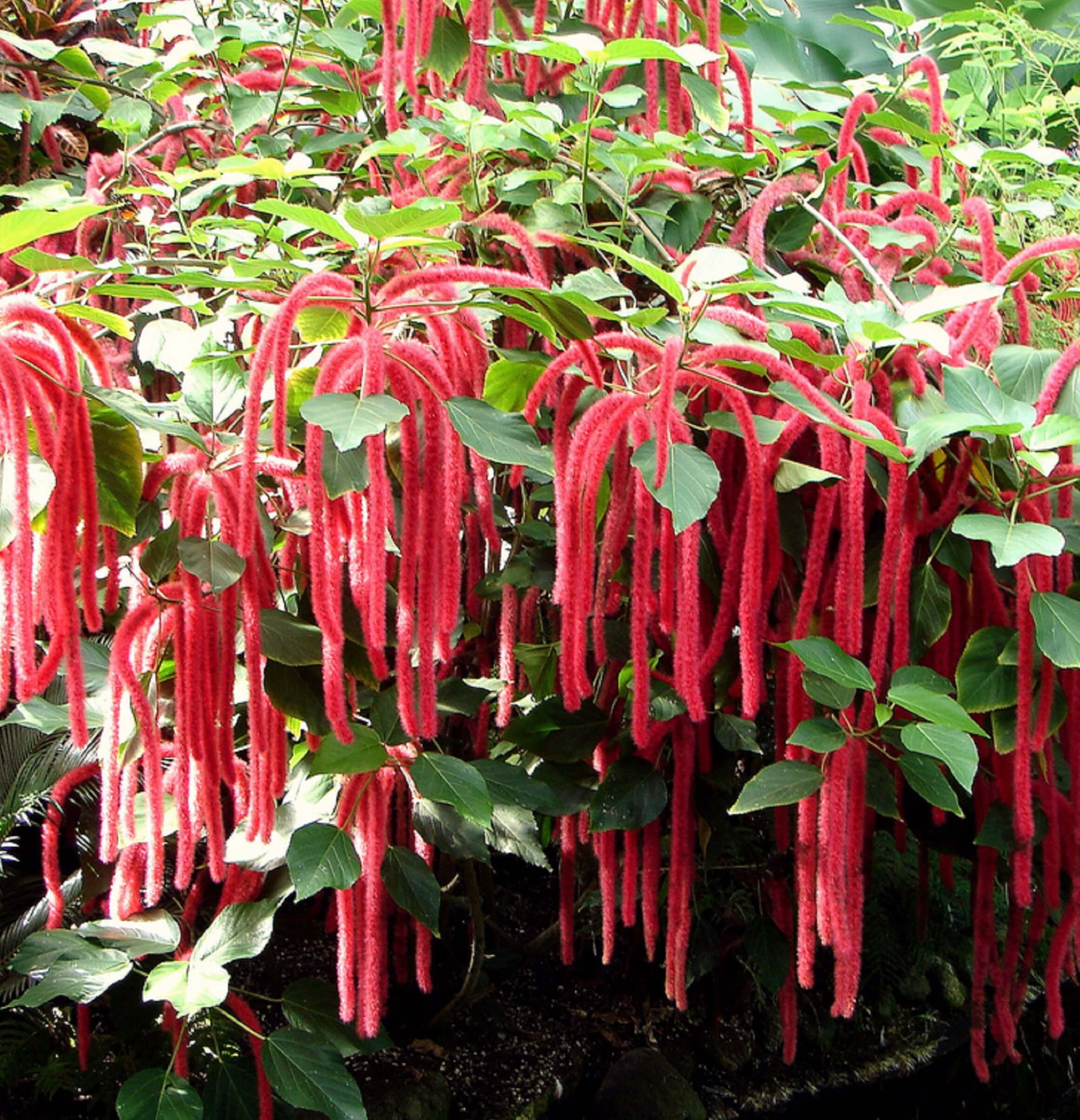 chenille plant Michael Flaugh Landscape Architect