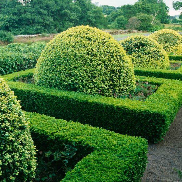 japanese boxwood Michael Flaugh Landscape Architect