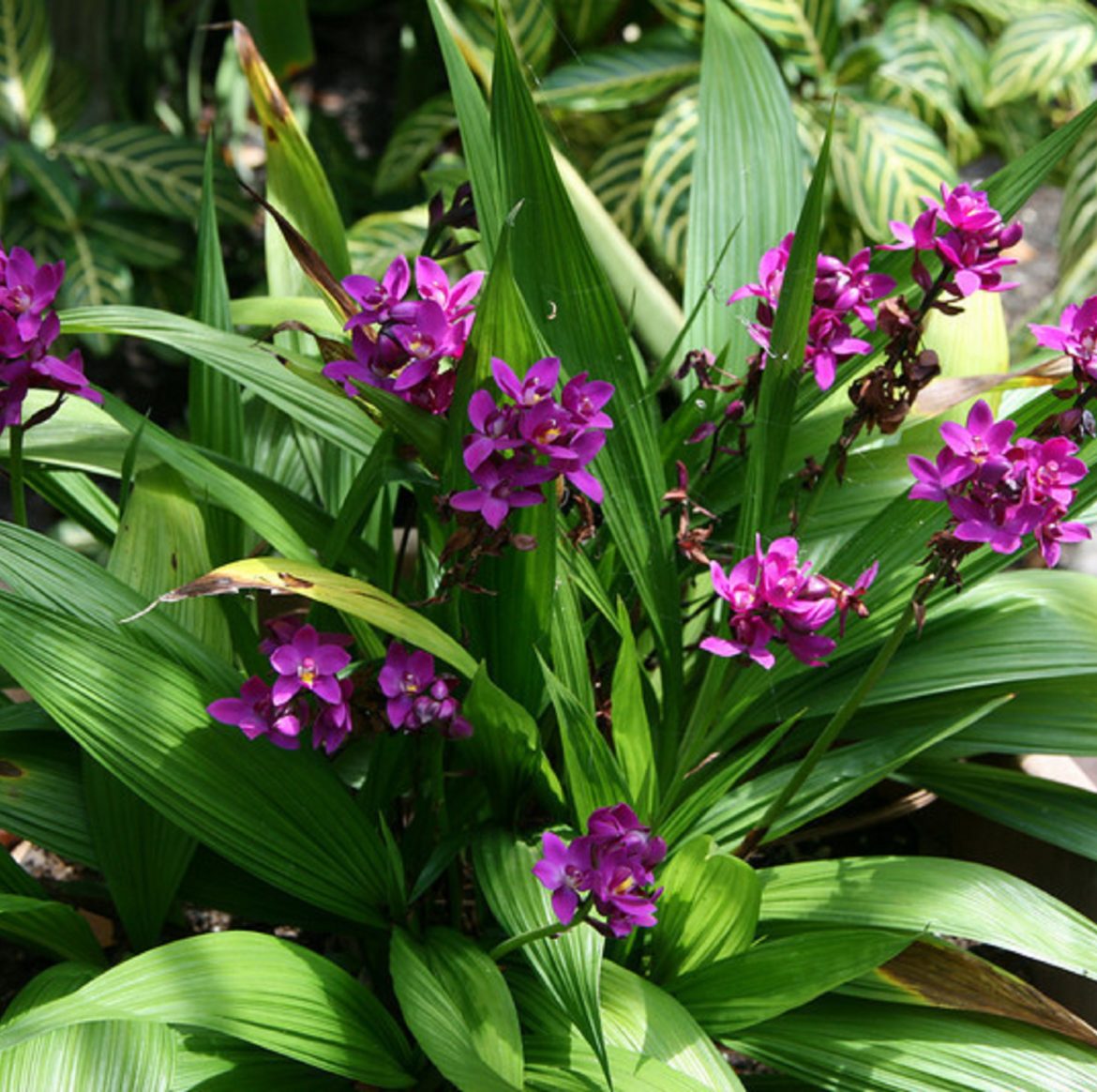 Purple Ground Orchid - Michael Flaugh Landscape Architect