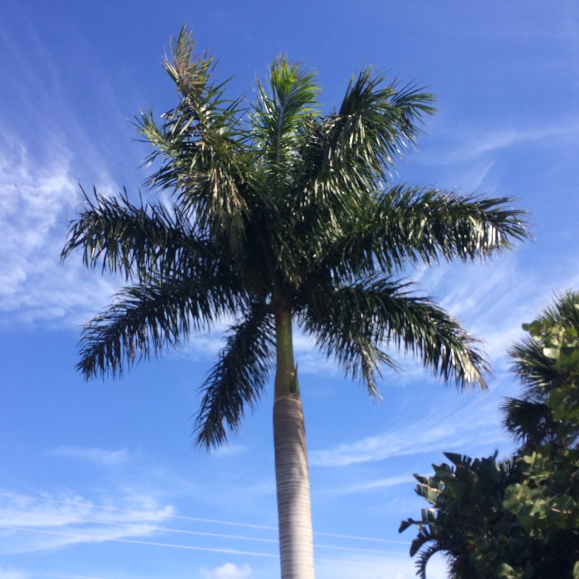 Royal Palm Michael Flaugh Landscape Architect