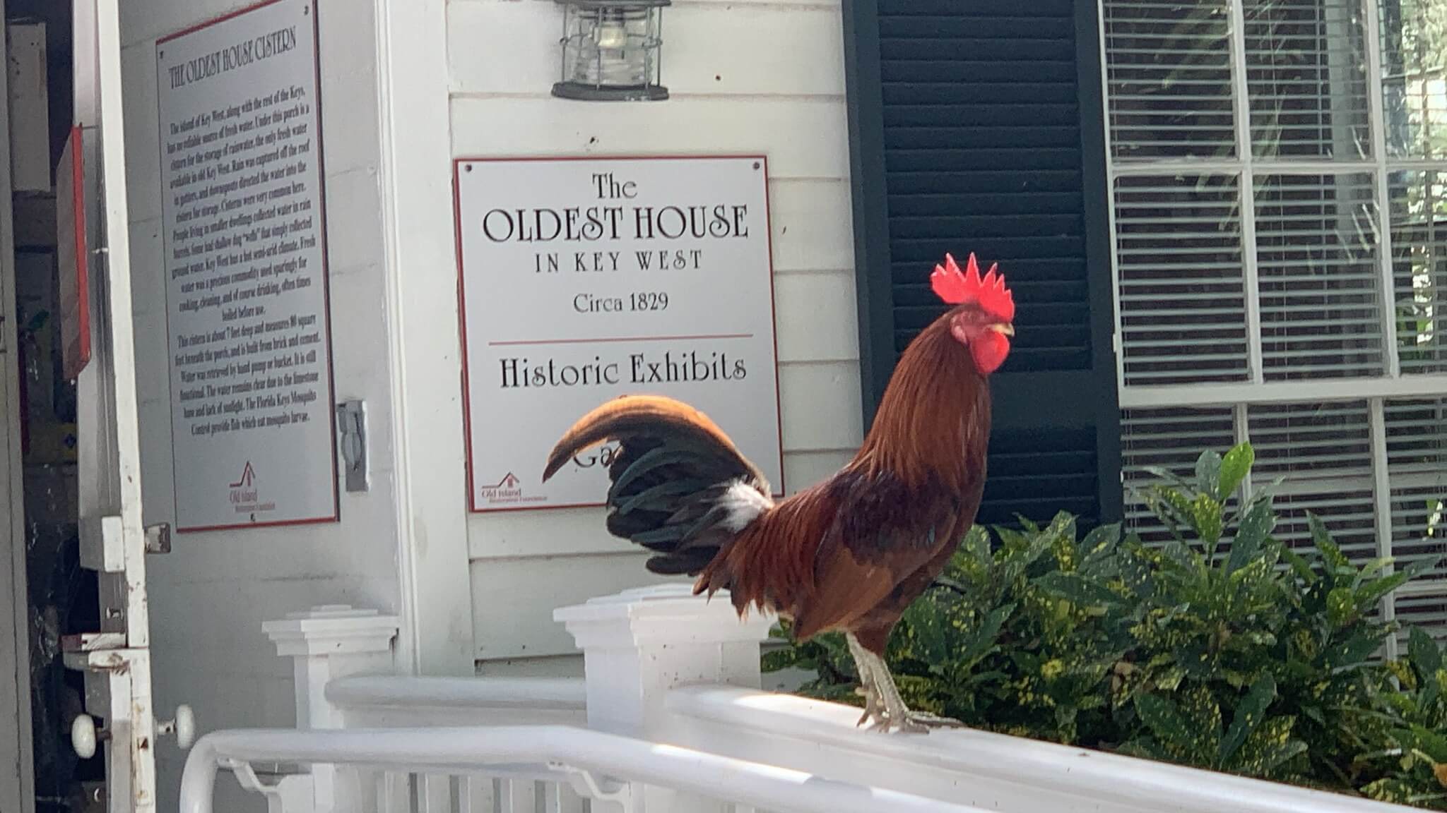 Rooster on railing near historic house sign.