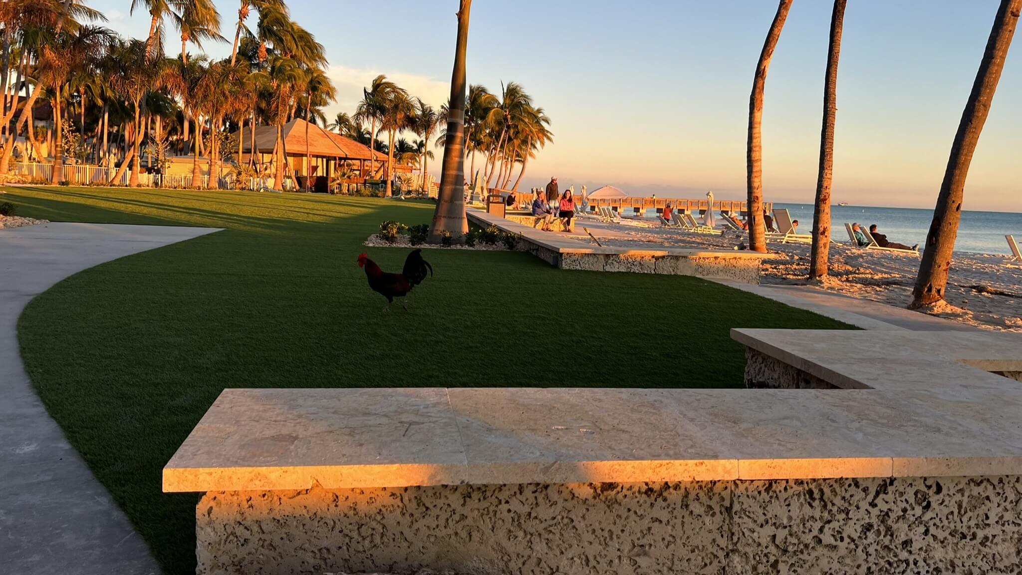 Beachfront park with rooster and palm trees.