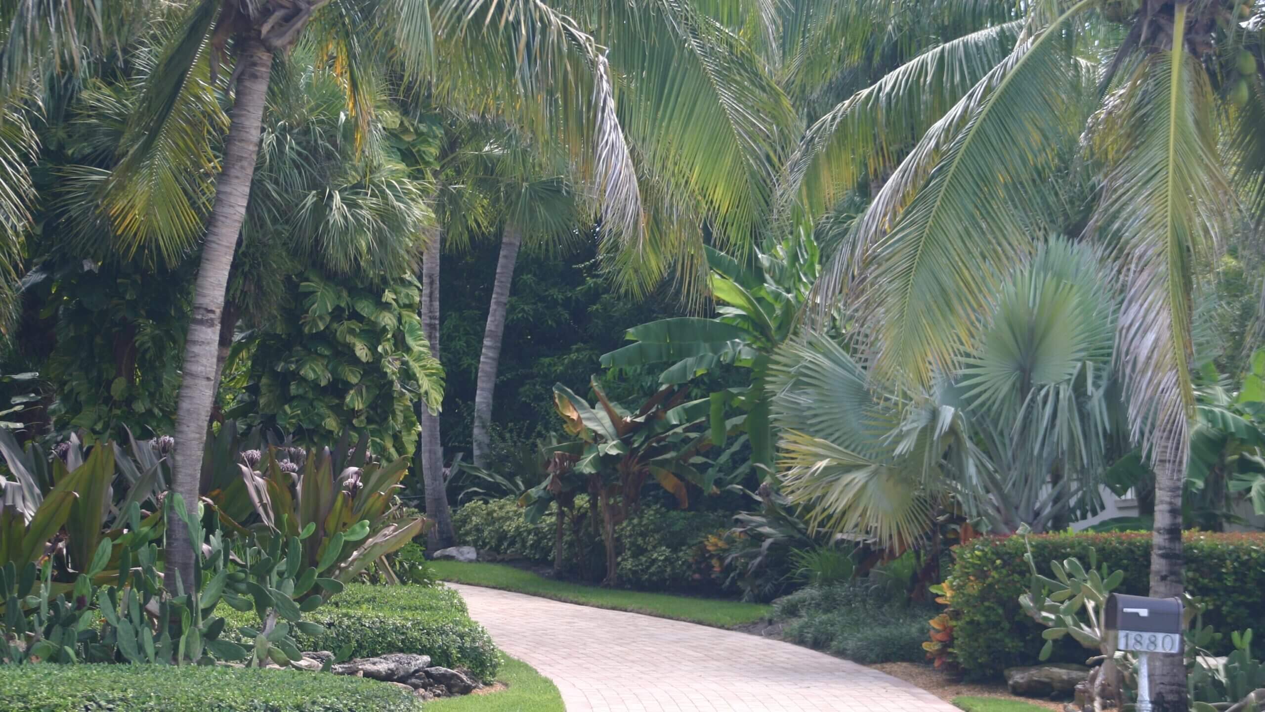 Tropical garden path with lush palm trees.