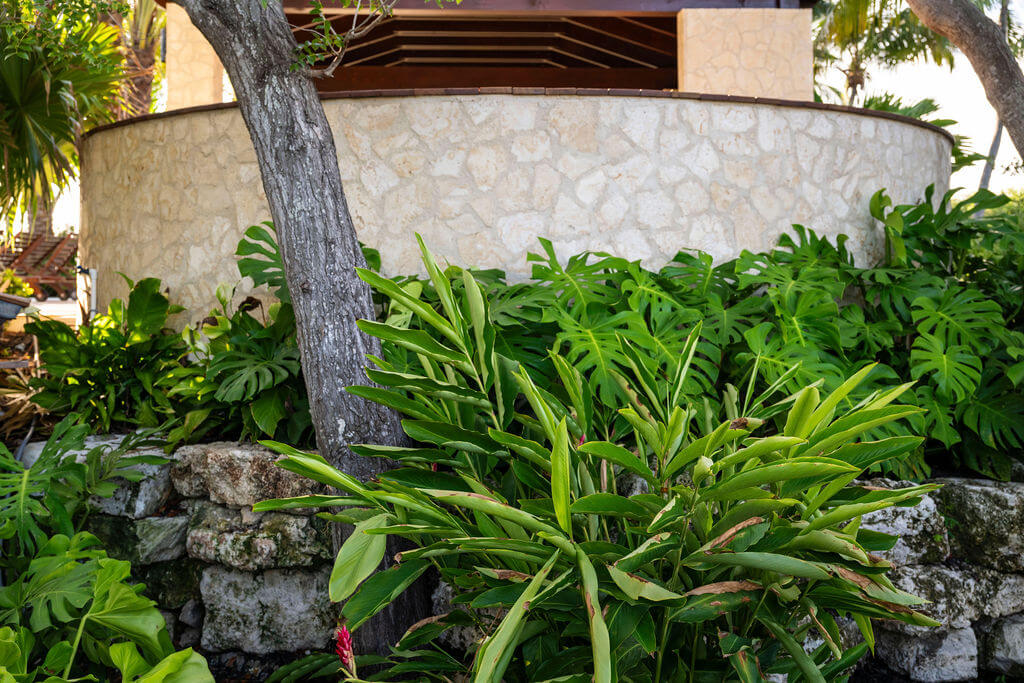 Lush greenery in front of stone wall.