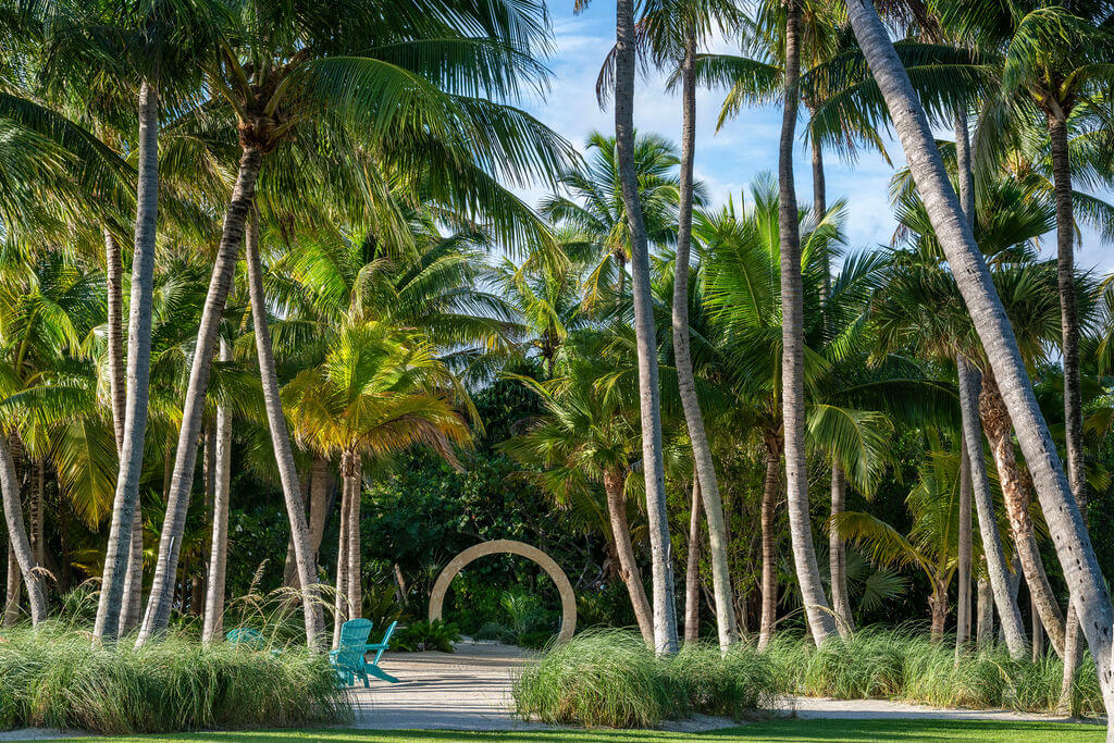 Tropical garden with palm trees and chairs.