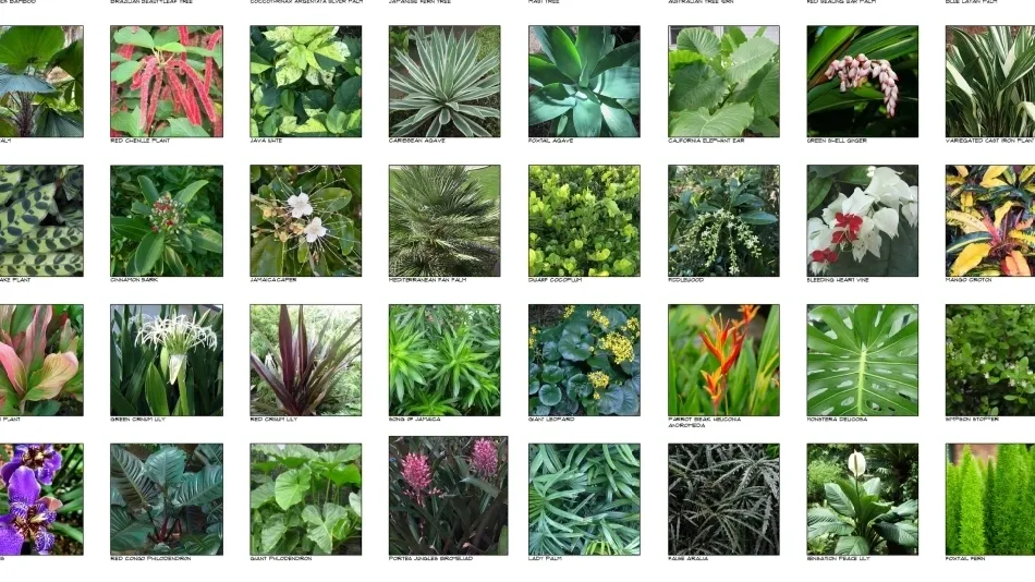 Collage of various green and flowering plants.