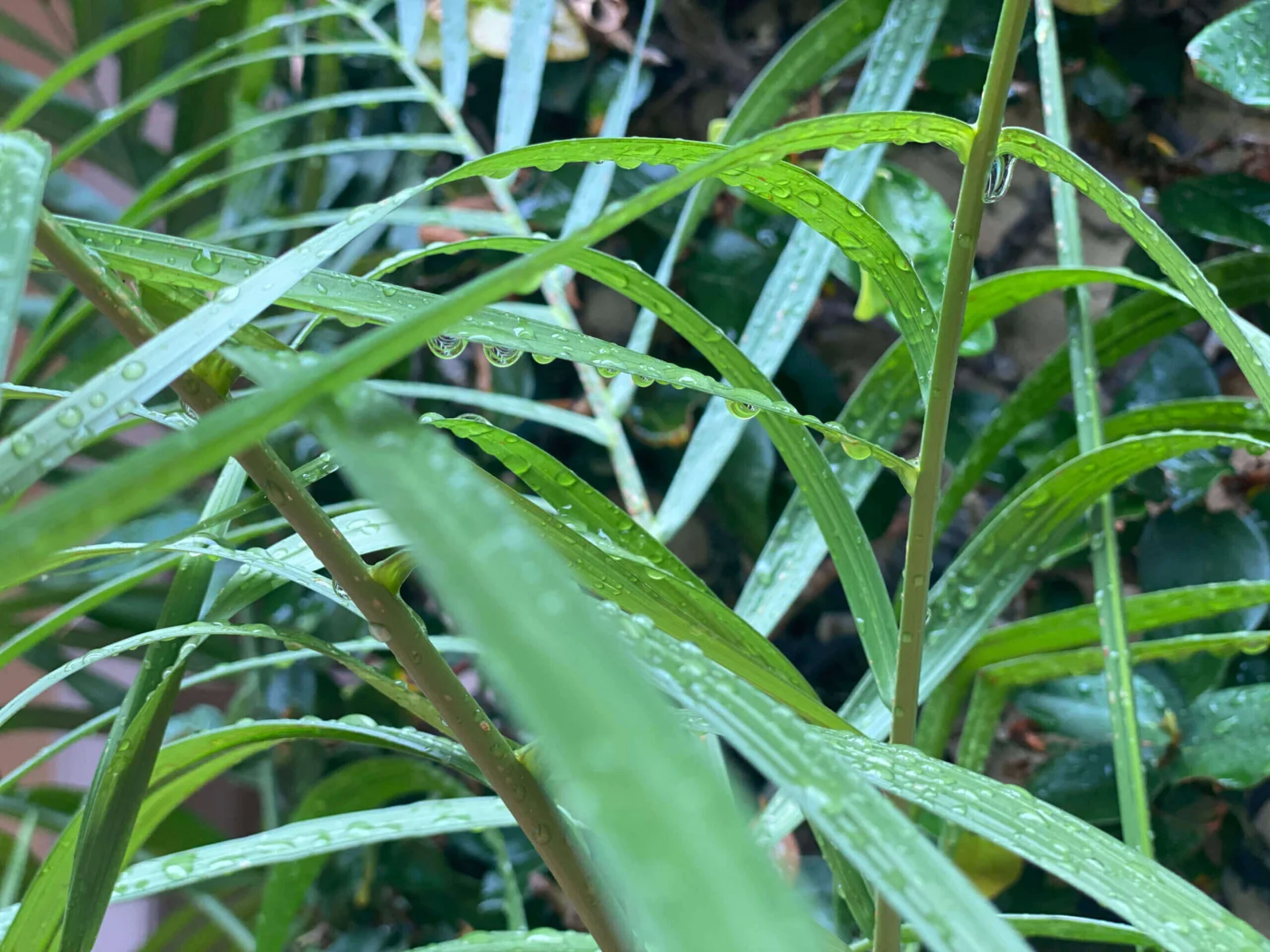 Man standing in a lush garden path.